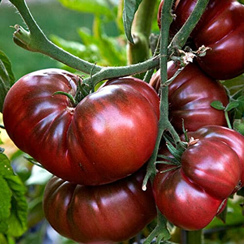 strimusimak 50 stücke Tomatensamen jährliche Pflanze grüne Gemüsesamen Leicht zu wachsen Gemüsesamen für den Außengarten-Garten-Pflanzen Schwarz lila Seltene Tomaten samen von strimusimak