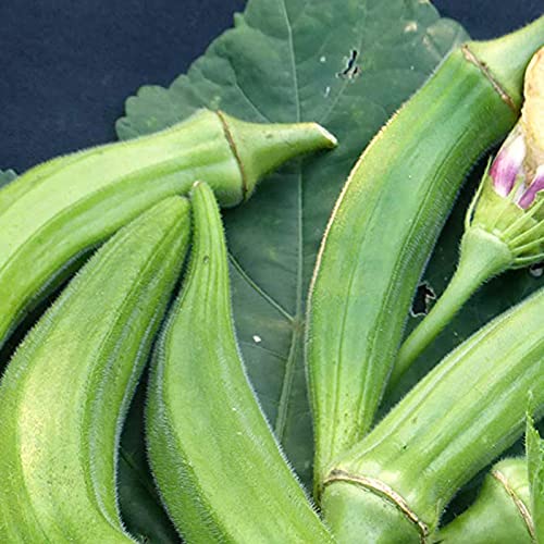 strimusimak 50 stücke okra samen schnelle wachsende garten pflanze gemüse samen mehrjährige pflanze pflanzliche samen für bauernhof garten yoer pflanzen Okra-Samen von strimusimak