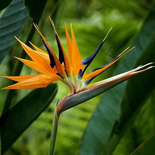 strimusimak 50 stücke selten strelitzia reginae blumensamen vogel paradise tropische pflanze samen ständig blumensamen für garten balkon outdoor pflanzen Strelitzia Reginae Aiton Samen von strimusimak