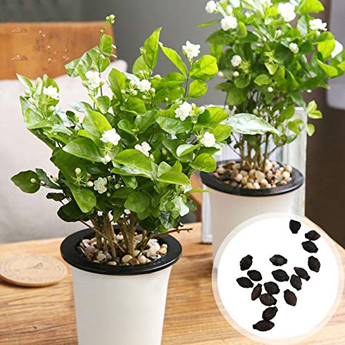 strimusimak 50Pcs Jasmin samen Garten Topfpflanze Samen Duft weiße Blumen samen für Garten Balkon Indoor Outdoor Pflanzung Jasminsamen von strimusimak