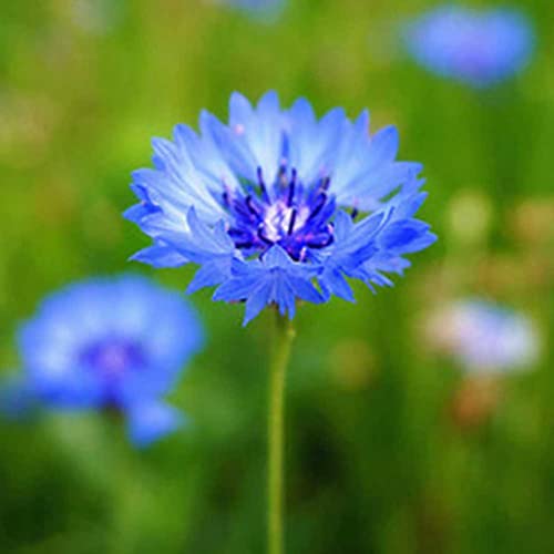 strimusimak 600 stücke Kornblumensamen Hohe Keimung Rate Wild Blume Samen Blau Blühende Zierpflanze Blume Samen Gartenarbeit Geschenk Blau von strimusimak