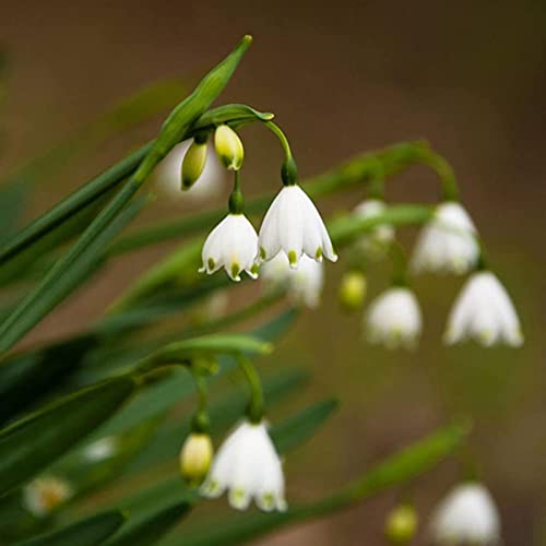 strimusimak Beutel Galant hus Nivalis Samen 200 Stück Schnee glöckchen Blumen zwiebeln Frühling blühende Garten pflanze Bonsai Balkon Blumen samen für Garten Bepflanzung im Freien Samen von strimusimak