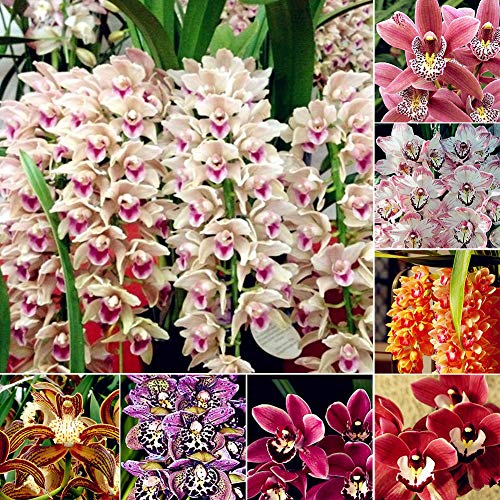 strimusimak Cymbidium Orchideensamen, Blume Bonsai Pflanze, Gartenbüro Balkon Zierdekoration Blume - 100 Stk 100 Stk von strimusimak