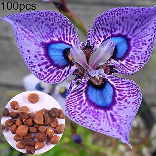 strimusimak Iris Germanica Seeds, 100 stücke Helle Farbe Garten Bonsai Pflanze Iris Germanica Samen für Balkon Outdoor-Anpflanzung Iris Germanica Seeds. von strimusimak