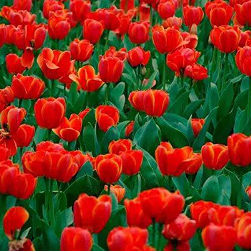 strimusimak Rote Tulpen blumen samen 100 Stück Tulpen zwiebeln Samen hohe Keimung Garten Bonsai Pflanze Blumen samen für Balkon im Freien Pflanzen Tulpe-Samen von strimusimak