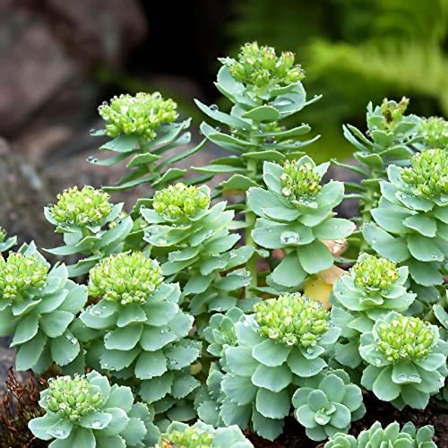 strimusimak Saftige Samen 100 Stück Rhodiola Pflanzens amen mehrjährige Indoor-Topfpflanzen samen Bonsai Hausgarten Zierpflanzen samen 1# von strimusimak