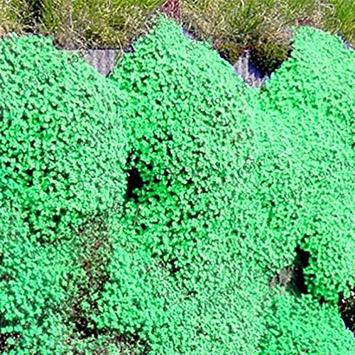 strimusimak Verbena-Hybrid-Voss-Samen für hängende Körbe, 200 Stück Verbena, winterharte, mehrjährige Blumen, Seltene Pflanzen im Freien Grün von strimusimak