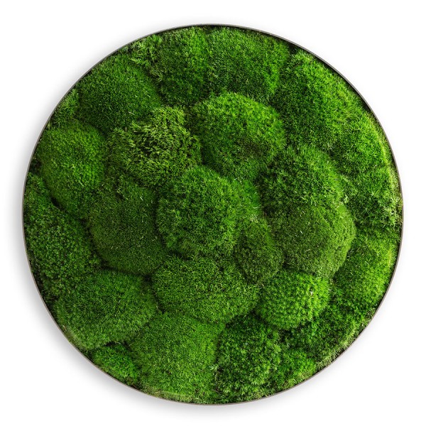 Moosbild im Kugelmoosdesign Ellipsoid | 34cm | Rahmen Edelstahl von styleGREEN