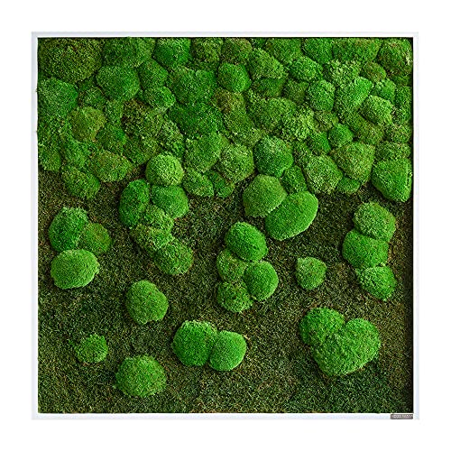styleGREEN Moosbild Verlauf: Wald- und Kugelmoosbild Verlauf 80x80 cm styleGREEN Moosbild Verlauf: Wald- und Kugelmoosbild Verlauf 80x80 cm von styleGREEN