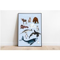 Kinderposter - Kinderzimmer Poster Tiere Der Arktis Und Antarktis von stypsstudio