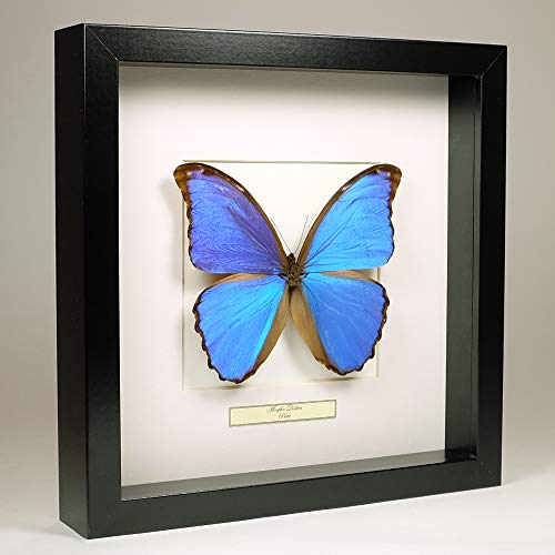 sufe Morpho Didius - Blaue Morphofalter - Echter präparierter Schmetterling montiert unter Glas in handgefertigtem schwarzen Holzrahmen - Wandgemälde - Wohnzimmer von sufe