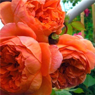 Neu 20PCS Chinesische Pfingstrose Blumensamen für schönes Garten Orange von sump