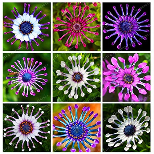 New 100pcs Daisy Osteospermum Blumensamen für schönen Garten Multi-Color von sump