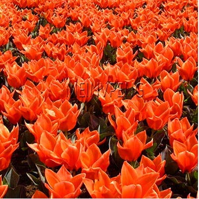 Sump Neue 120 Stück nicht Tulpenzwiebeln Blumensamen für schöne Gartenarbeit Orange 1 von sump