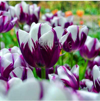 Sump Neue 120 Stück nicht Tulpenzwiebeln Blumensamen für schöne Gartenarbeit Weiß lila von sump
