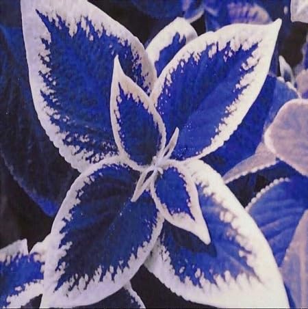 Sump New 50PCS Coleus Blatt Pflanzensamen für schönes Gartendunkelblau 1 von sump
