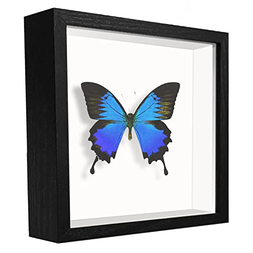 sunmeg 3D-Bilderrahmen, tief, 14,5 x 14,5 cm, 3D-Vitrine, Rahmen aus Holz, quadratischer Objektrahmen für Medaillen, Tickets, Blumen, Souvenirs, Diamond Painting von sunmeg