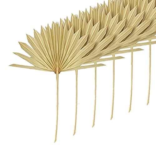 sunroot 6 StüCk GroßE Getrocknete Palm BläTter NatüRliche Getrocknete Palm FäCher Getrocknete Blumenstrauß Hochzeit Dekore Getrocknete FäCherpalmen BläTter von sunroot