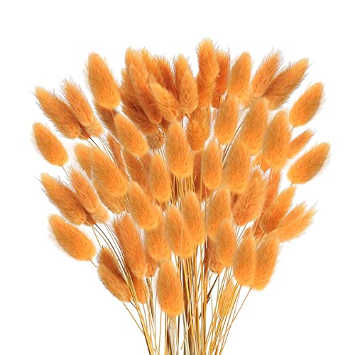 sunroot 60 StüCk Getrocknete Herbstblumen, HäSchenschwäNze, Getrocknete Blumen, Lagurus, Ovatus, Kaninchenschwanz, Gras für Getrocknete Blumen (Orange) von sunroot