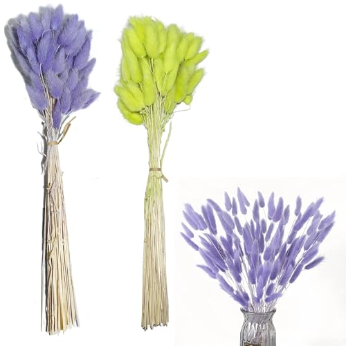 Syiyunran Hasenschwanzgras Kleines Pampasgras - OFrüchte grün und lila je 60 STK, Getrocknete Blumen Getrocknetes Schilfgras, Geeignet Hochzeit Haus Party Büro Fotografie Vase Dekoration von syiyunran