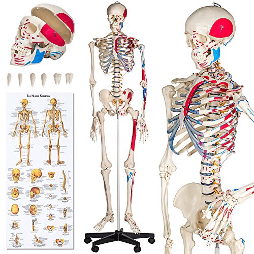 tectake® Anatomie Human Skelett lebensgroß, mit Stand Fuß auf Rollen, Skelettmodell mit Muskelbemalung, Torso, Teil Nervensystem, für Ausbildung, Medizin Studium, Chiropraktik, Science Kit von tectake