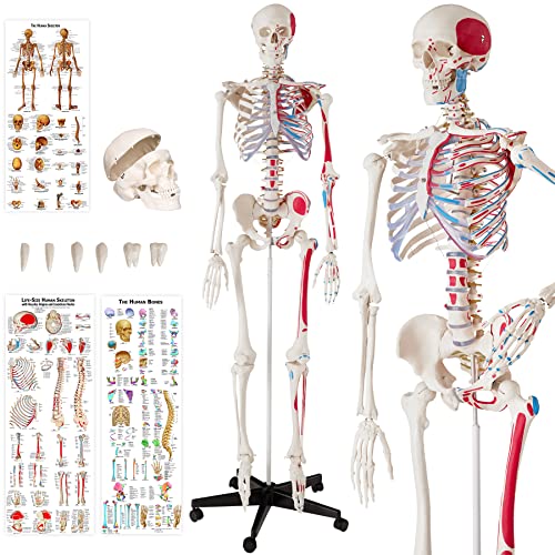 tectake® Anatomie Skelett lebensgroß, Human Design, lebensgroße Figuren mit Schädel, Modell der menschliche Körper, menschliches Körpermodell, medizinische Schulungsmaterialien für Mediziner von tectake