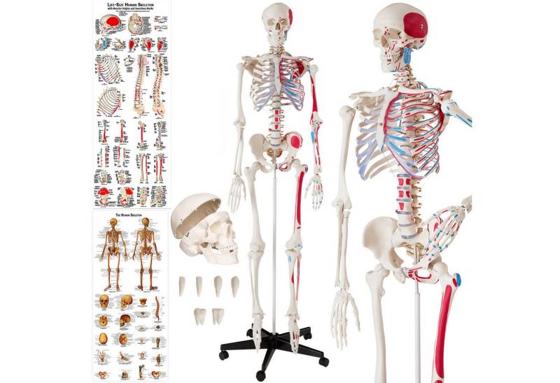 tectake Dekoobjekt Günni Anatomie-Skelettmodell - Lebensgroß mit Muskelmarkierung, Schädel zum Öffnen, bewegliche Gelenke und abnehmbare Extremitäten von tectake