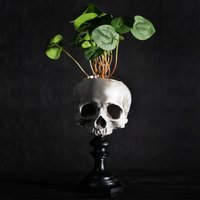 Schädel Von Jane Doe Sockel - Pot Version | Menschlicher Replik Gothic Wohnkultur Durch Die Geschwärzten Zähne Schädel Von Jane Doe Sockel - Pot Version | Menschlicher Replik Gothic Wohnkultur Durch Die Geschwärzten Zähne von theblackenedteeth