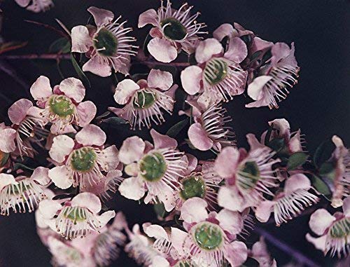 Leptospermum sericeum - Silber Tea Tree - seltene tropische Pflanze Baum Samen (10) von SVI