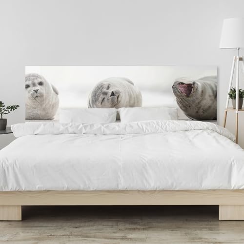 timalo Kopfteil fürs Bett 160 x 50 cm | Robben, Seelöwen am Strand, Robbenbabys | Schlafzimmer Wandpaneel – PMMA Acrylglas 2 mm – Bettrückwand/Wandschutz, modernes Design von timalo