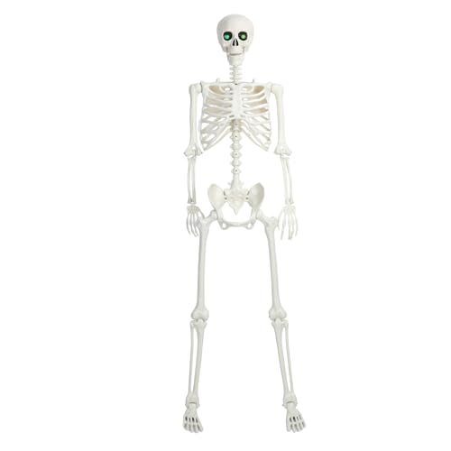 toilmua Bewegliches Gelenk-Kunststoff-Skelett, 1,5 m, beweglich, lebensgroß, für drinnen und draußen, Halloween-Requisiten, Dekorationen, lebendiges Skelett in voller Größe für Spukhaus-Dekorationen A von toilmua