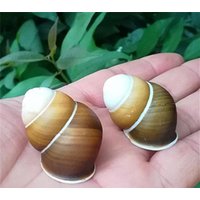 5 Stück Sea Snail Natürliche Conch Fish Tank Aquarium Dekoration 3-4cm | Natürliche Shell Grüne Schnecke Seltenes Exemplar 5 Stück Sea Snail Natürliche Conch Fish Tank Aquarium Dekoration 3-4cm | Natürliche Shell Grüne Schnecke Seltenes Exemplar von tomylibox