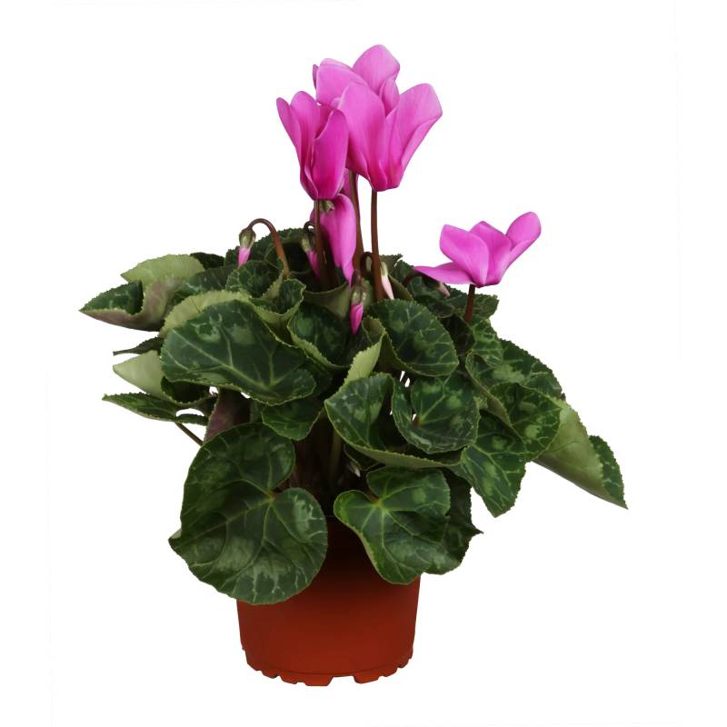 toom Alpenveilchen 'Fantasy' violett 13 cm Topf von toom