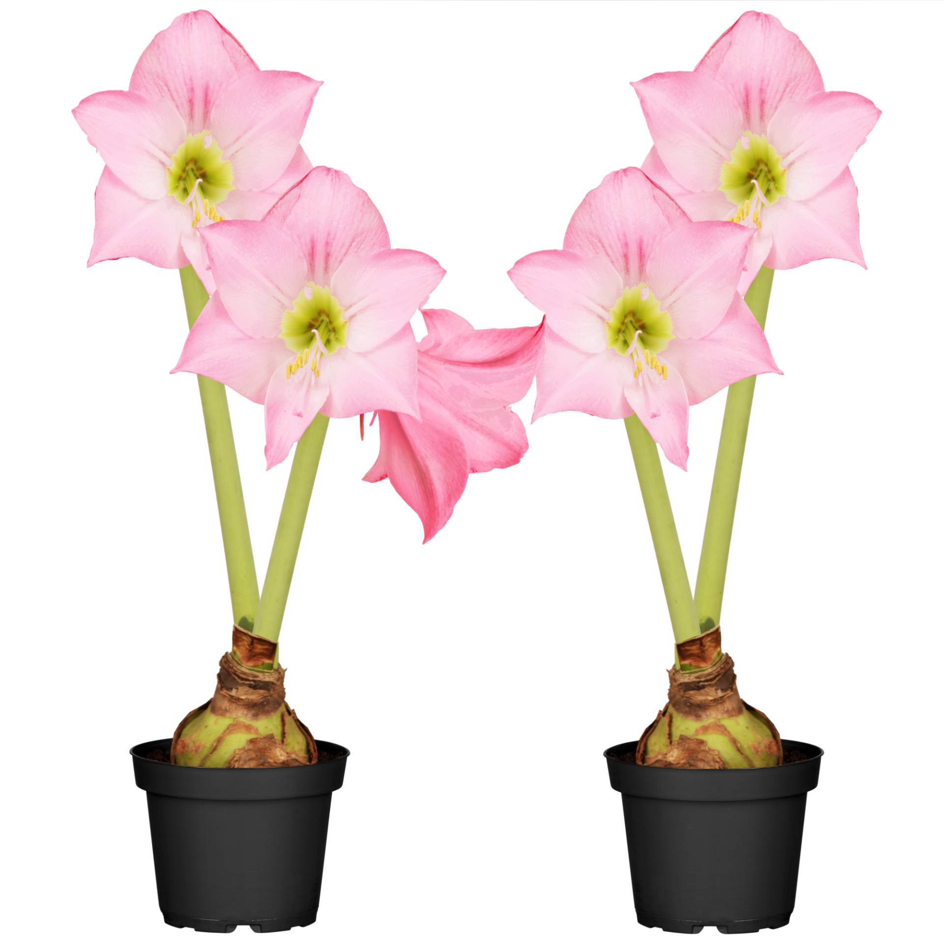 toom Amaryllis mit 2 Trieben rosa 12 cm Topf, 2er-Set toom Amaryllis mit 2 Trieben rosa 12 cm Topf, 2er-Set von toom