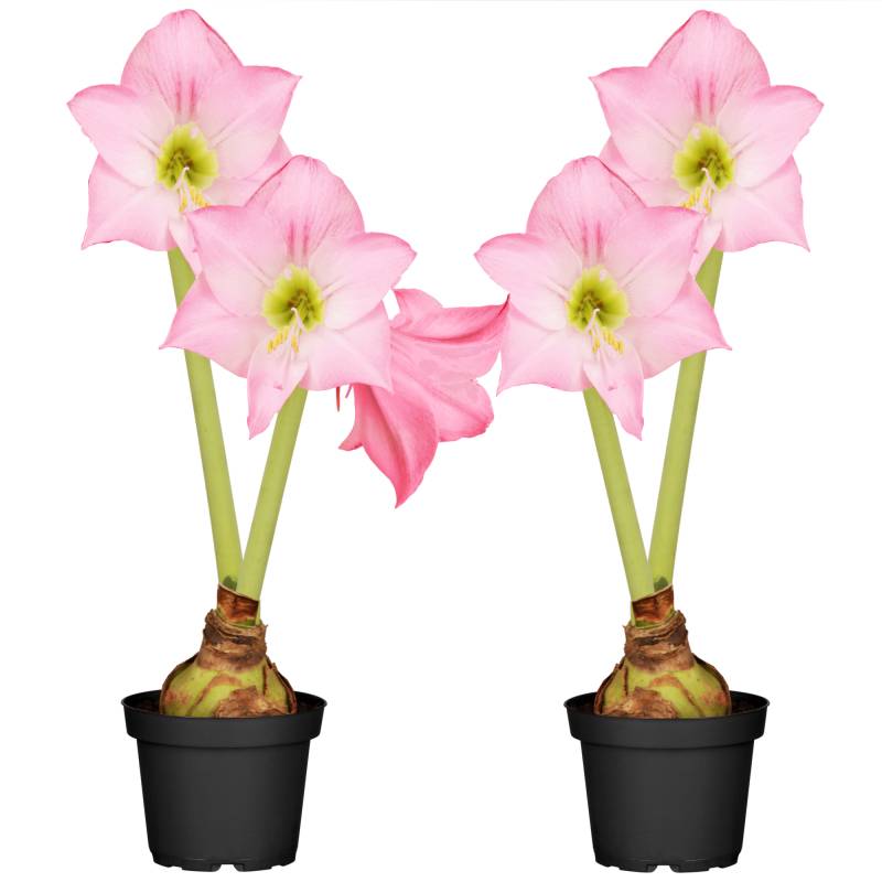 toom Amaryllis mit 2 Trieben rosa 12 cm Topf, 2er-Set toom Amaryllis mit 2 Trieben rosa 12 cm Topf, 2er-Set von toom