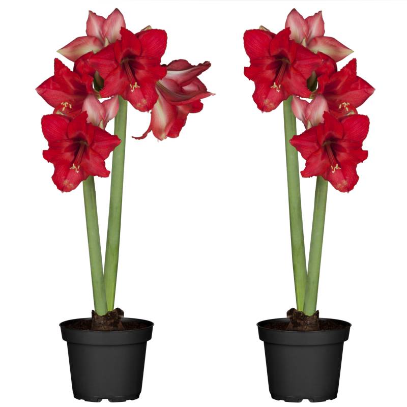 toom Amaryllis mit 2 Trieben rot 12 cm Topf, 2er-Set von toom