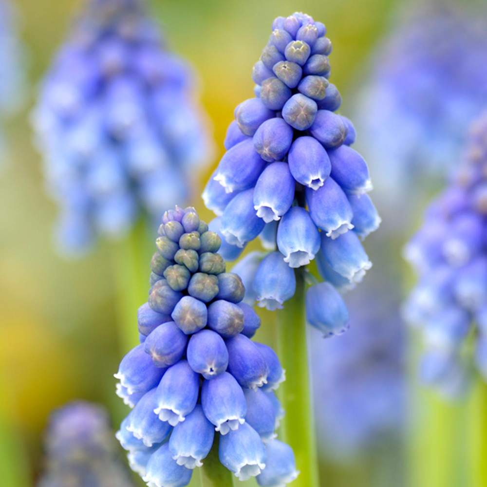 toom Armenische Traubenhyazinthe 12 cm Topf, 2er-Set toom Armenische Traubenhyazinthe 12 cm Topf, 2er-Set von toom