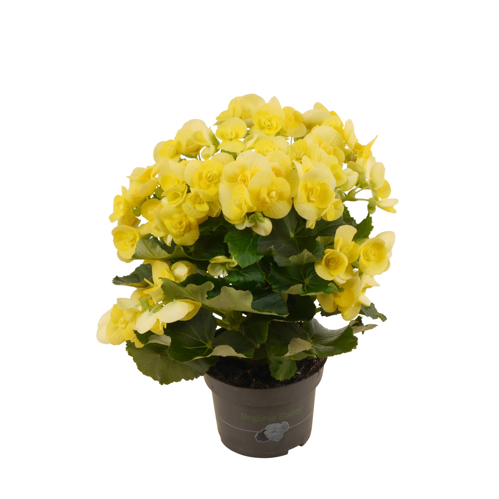 toom Begonie gelb, 13 cm Topf toom Begonie gelb, 13 cm Topf von toom