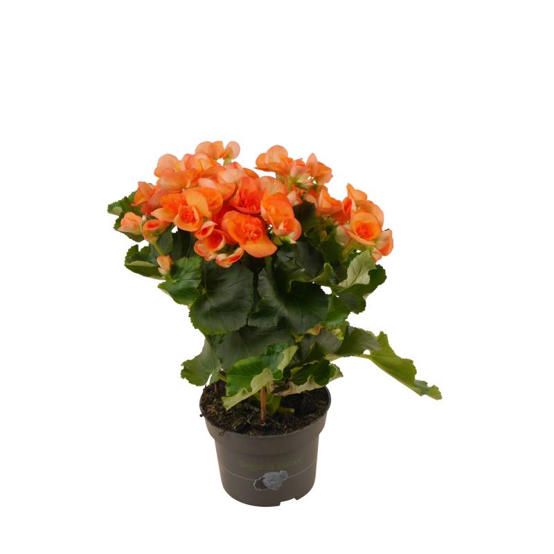 toom Begonie orange, 13 cm Topf von toom