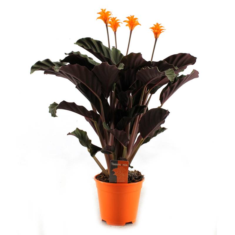 toom Blühende Korbmarante 14 cm Topf von toom