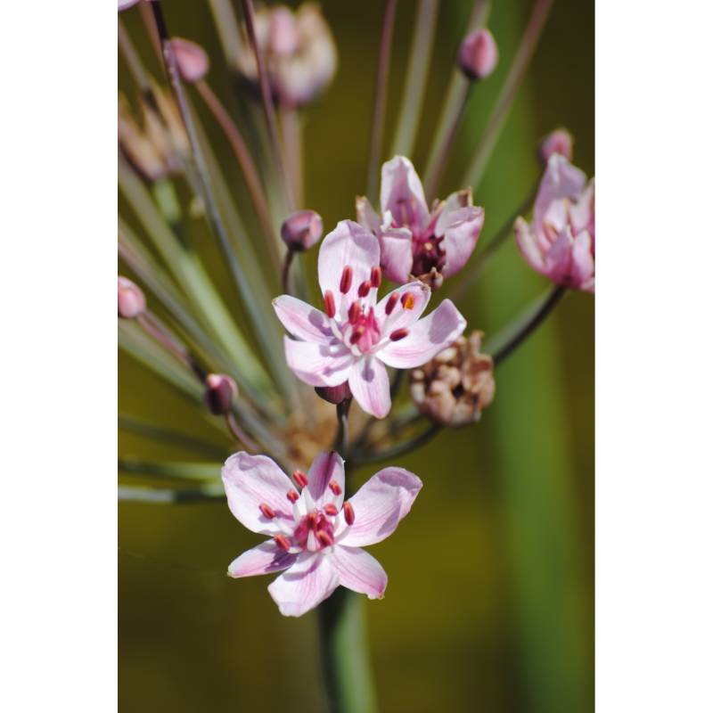 toom Blumenbinse, 9 x 9 cm Topf, 3er-Set von toom