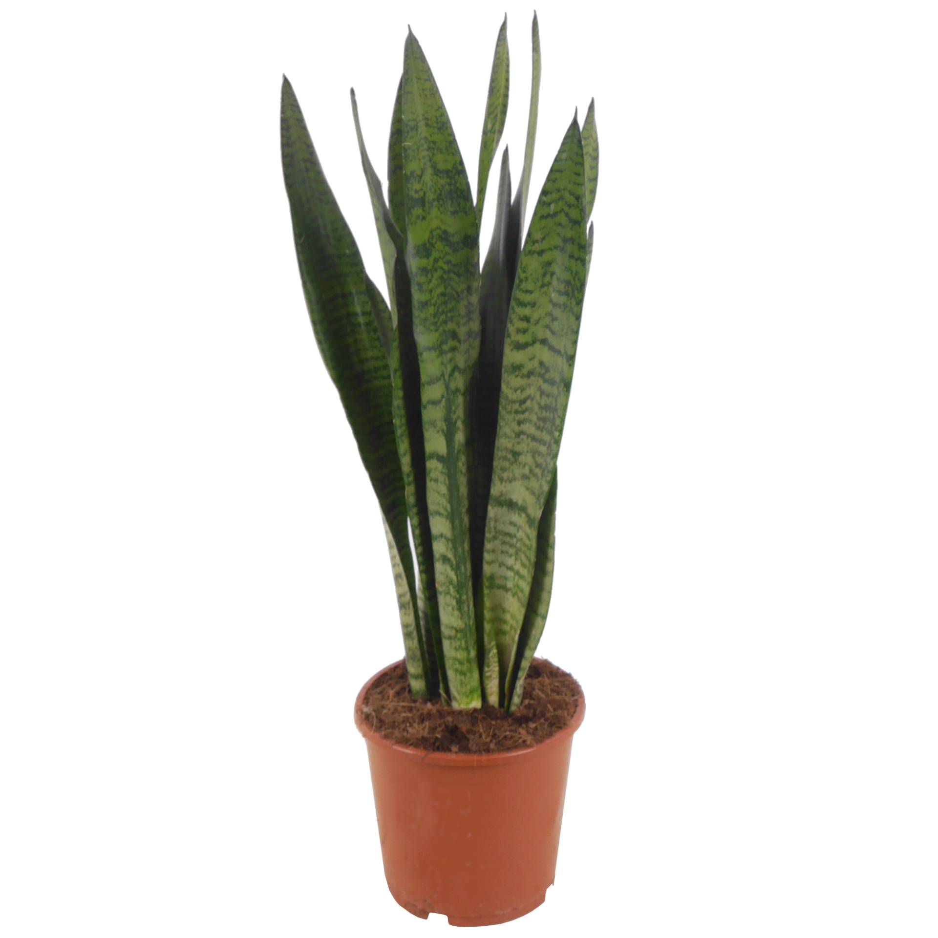 toom Bogenhanf 'Black Coral' grün 17 cm Topf von toom