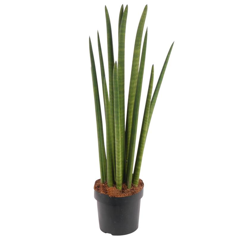 toom Bogenhanf 'Straight' 17 cm Topf von toom