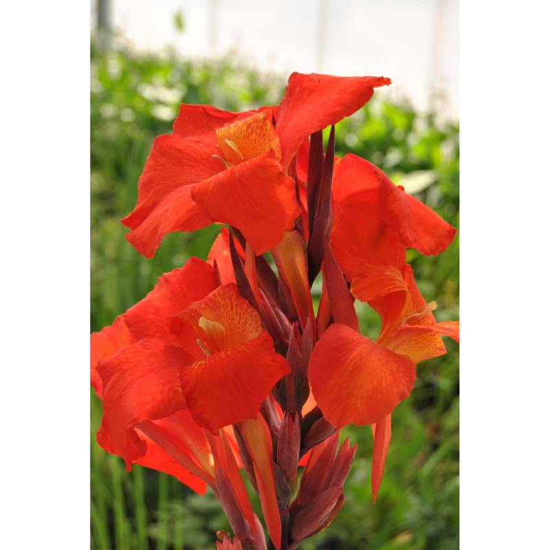 toom Canna indica 'Pretoria' orange 11 x 11 cm Topf, 2er-Set von toom