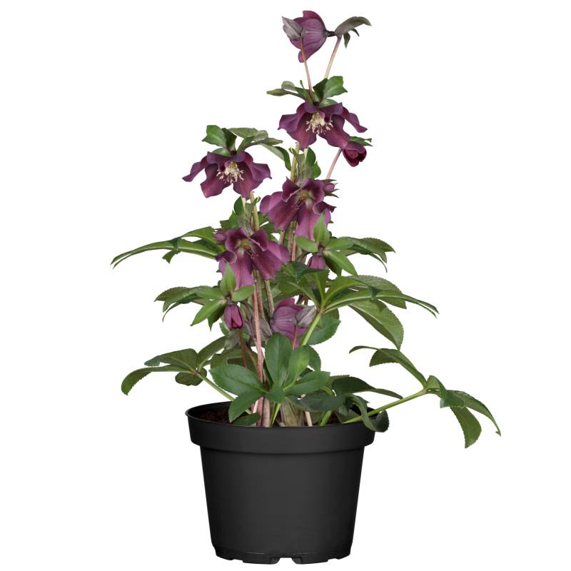 toom Christrose 'Orientalis' rot, 12 cm Topf toom Christrose 'Orientalis' rot, 12 cm Topf von toom