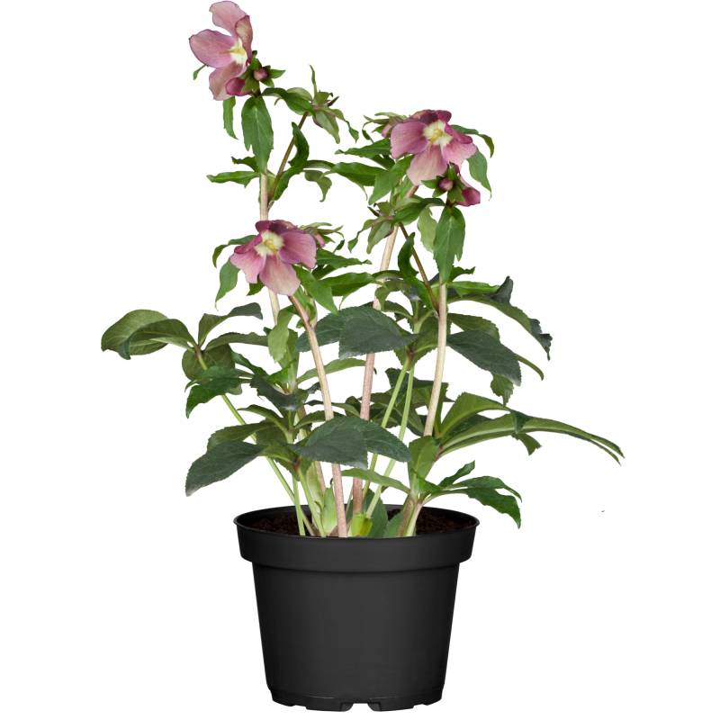 toom Christrose 'Orientalis' rot/weiß, 12 cm Topf toom Christrose 'Orientalis' rot/weiß, 12 cm Topf von toom