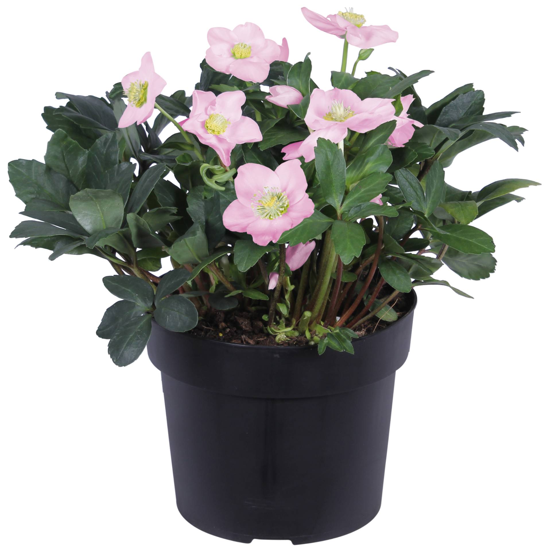 toom Christrose rosa, 21 cm Topf toom Christrose rosa, 21 cm Topf von toom