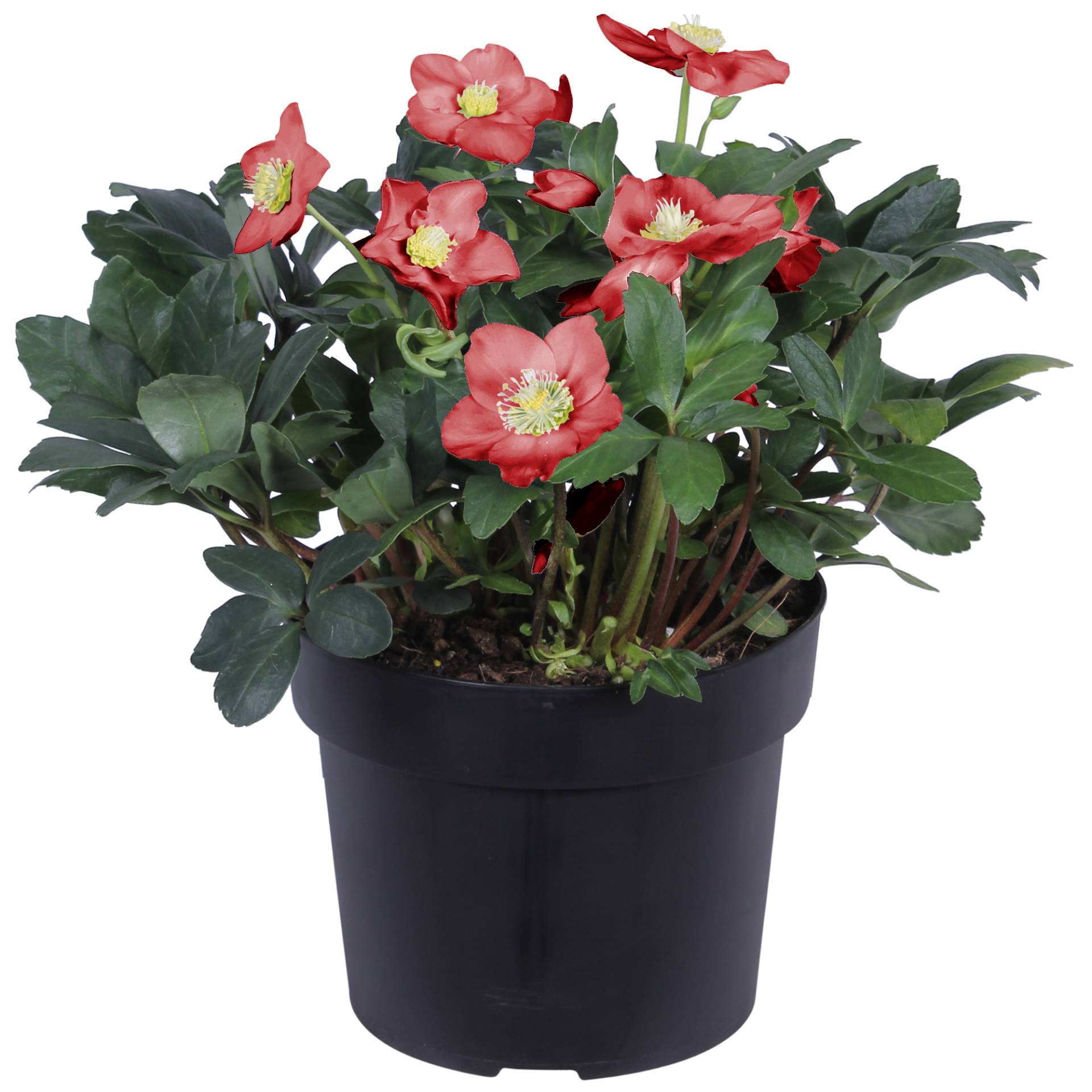 toom Christrose rot, 21 cm Topf toom Christrose rot, 21 cm Topf von toom