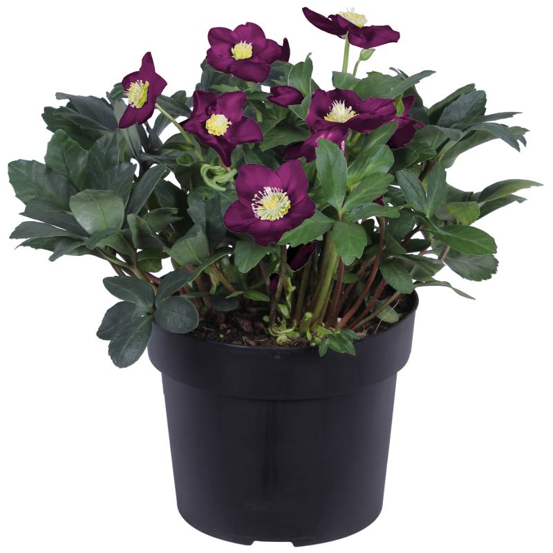 toom Christrose violett, 21 cm Topf von toom