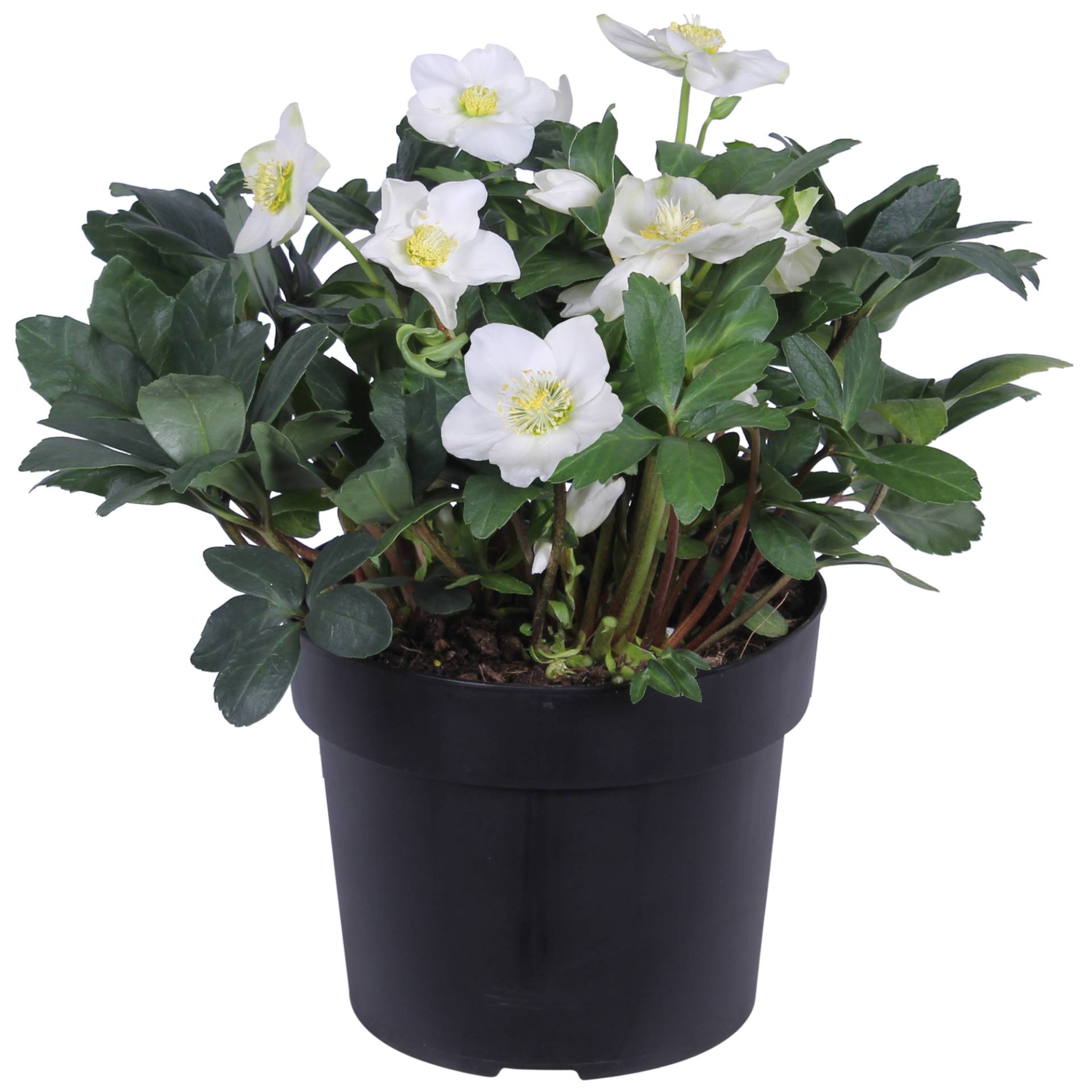 toom Christrose weiß, 21 cm Topf toom Christrose weiß, 21 cm Topf von toom